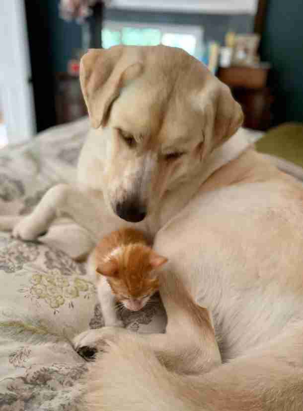 yellow lab loves foster kittens