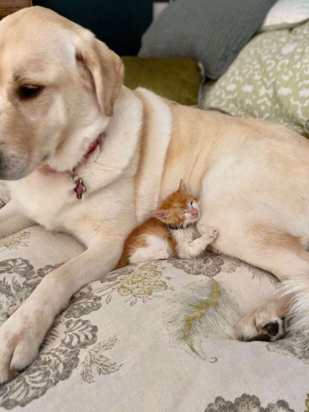 yellow lab loves foster kittens