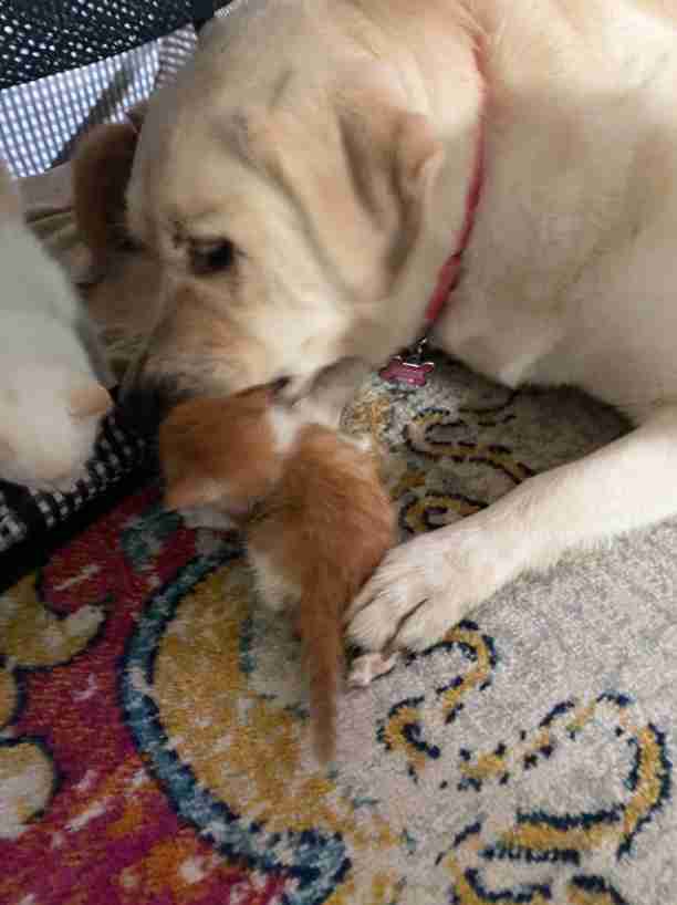 yellow lab loves foster kittens