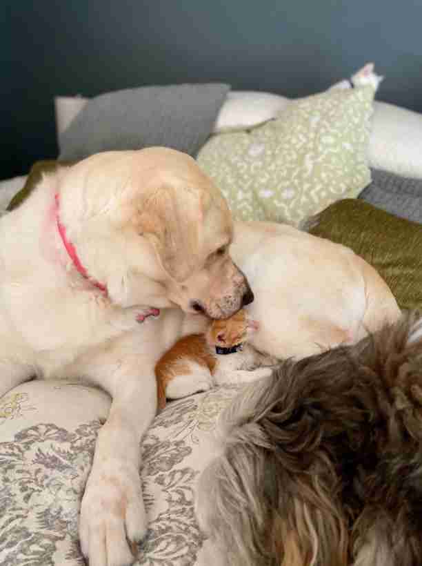 yellow lab loves foster kittens