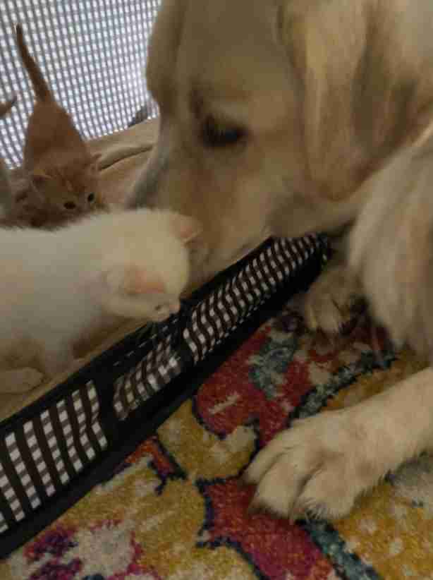 yellow lab loves foster kittens