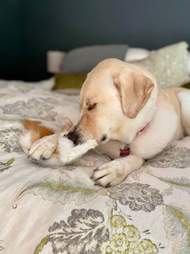 yellow lab loves foster kittens