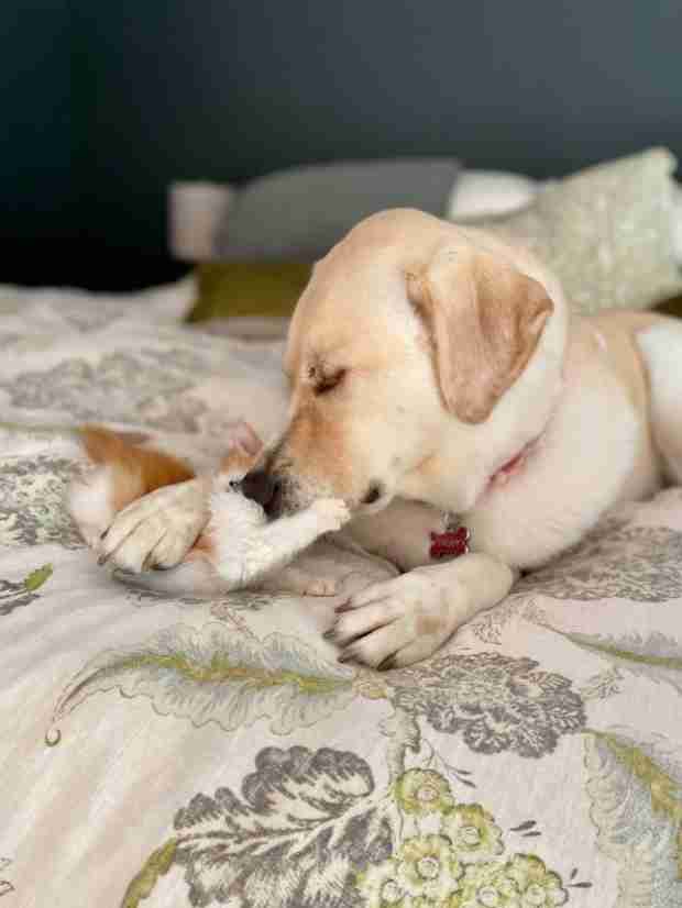 yellow lab loves foster kittens