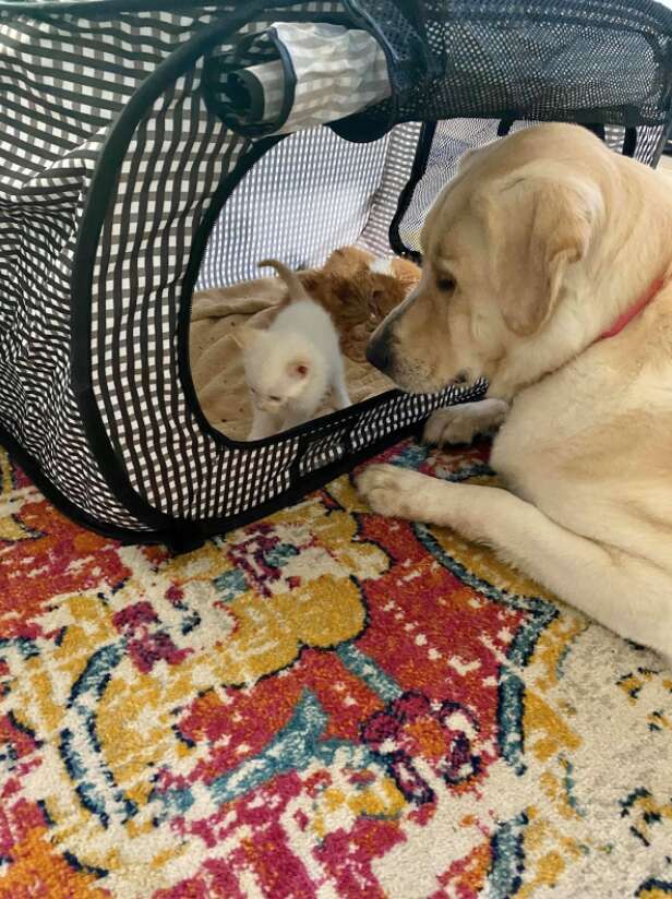 yellow lab loves foster kittens