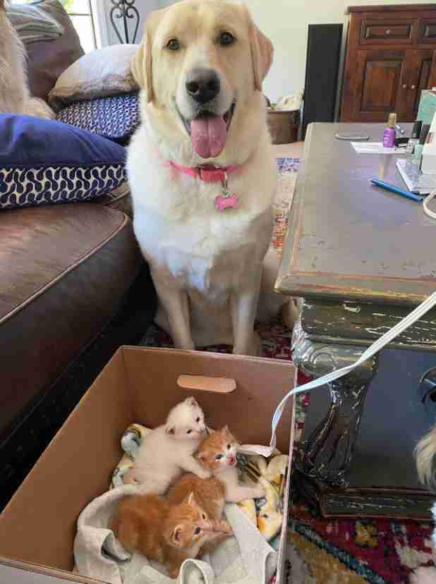 yellow lab loves foster kittens