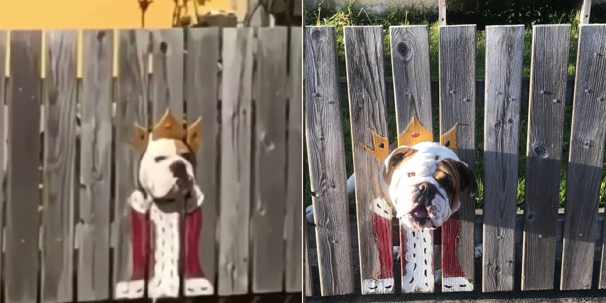 Dog Looks Like A King When He Sticks His Head Through The Fence The Dodo