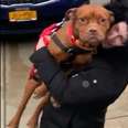 This Pittie's Tail Wags So Hard, It's A Whip