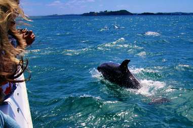 a person watching a dolphin breach in the water off the Bay of Islands, New Zealand
