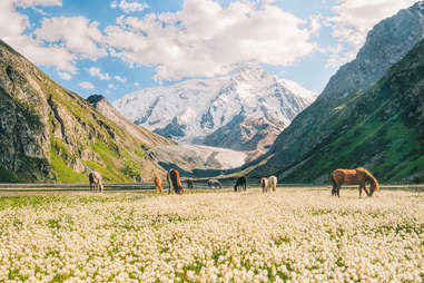 horses grazing in a flower fields at the base of mountains