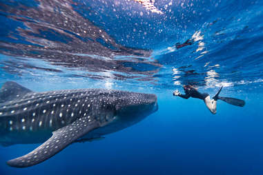 divers swimming with whale sharks off the coast of Isla Mujeres ,Mexico