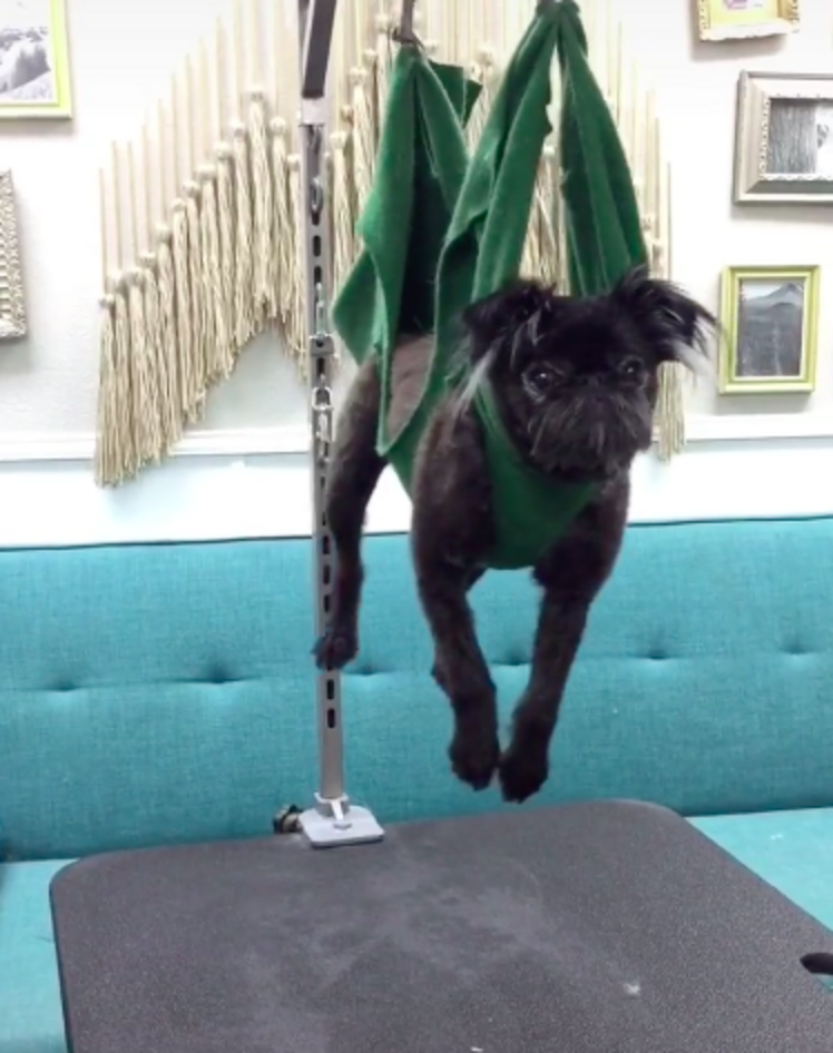 Groomer Makes A Dog Hammock To Help Nervous Pups - The Dodo