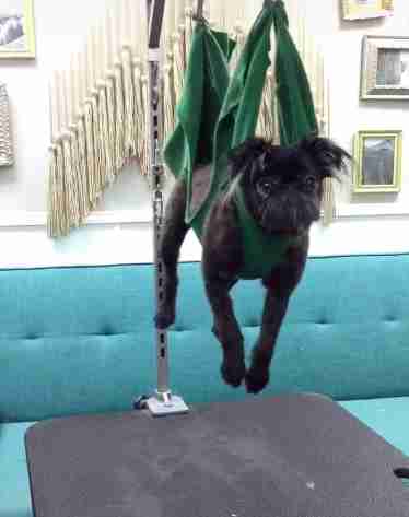 Dog hangs out in groomer's hammock