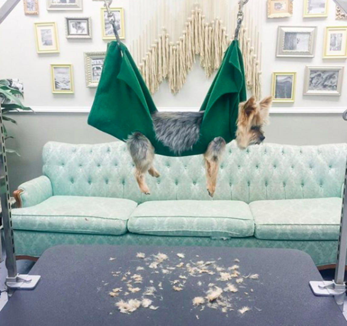 Groomer Makes A Dog Hammock To Help Nervous Pups The Dodo