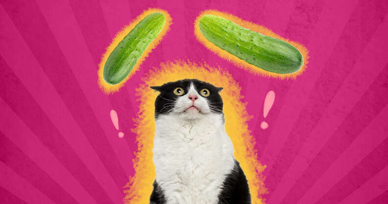 Cats and hot sale cucumbers