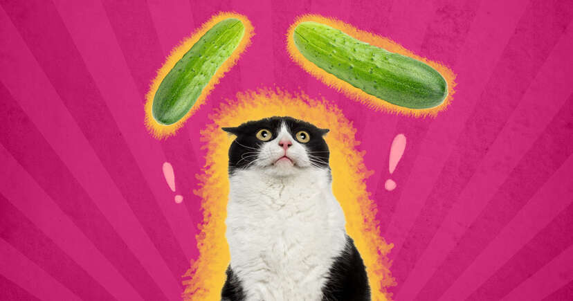 Cat hotsell eating cucumber