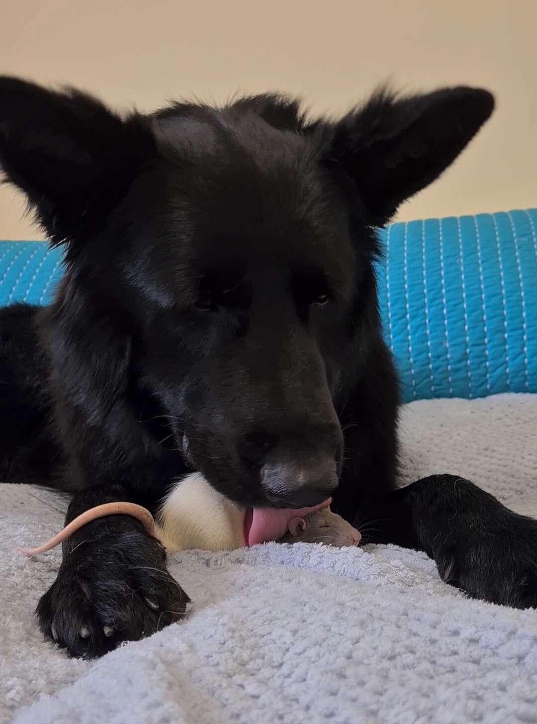 Nuka licks his rat friend Blue