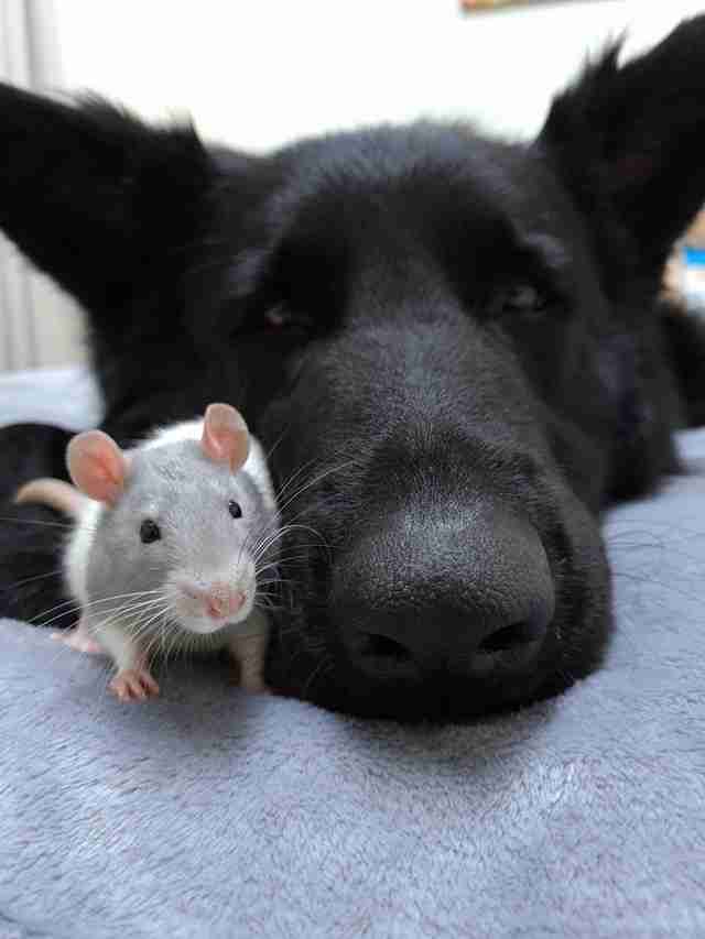 Nuka the German shepherd and his rat friend