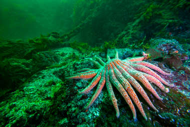 Sunflower Starfish
