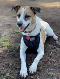 kurgo tru fit harness