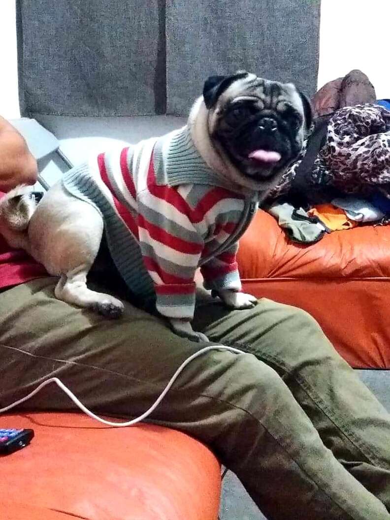 Dog Likes To Test His Family's Devotion By Making Himself ...