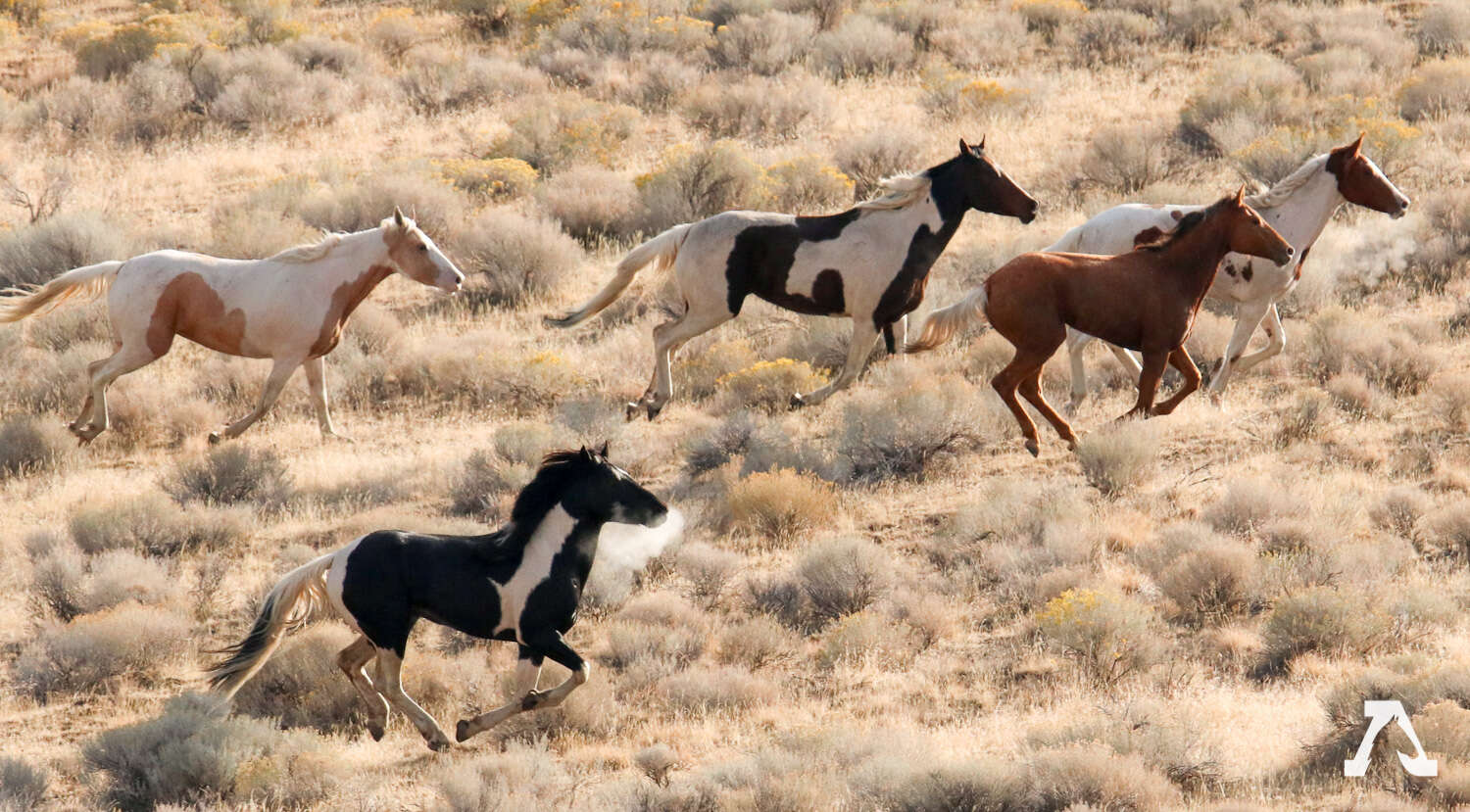 Wild horse in Oregon with horse-shaped markings