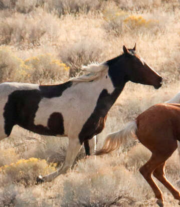 A horse marking on a horse's neck