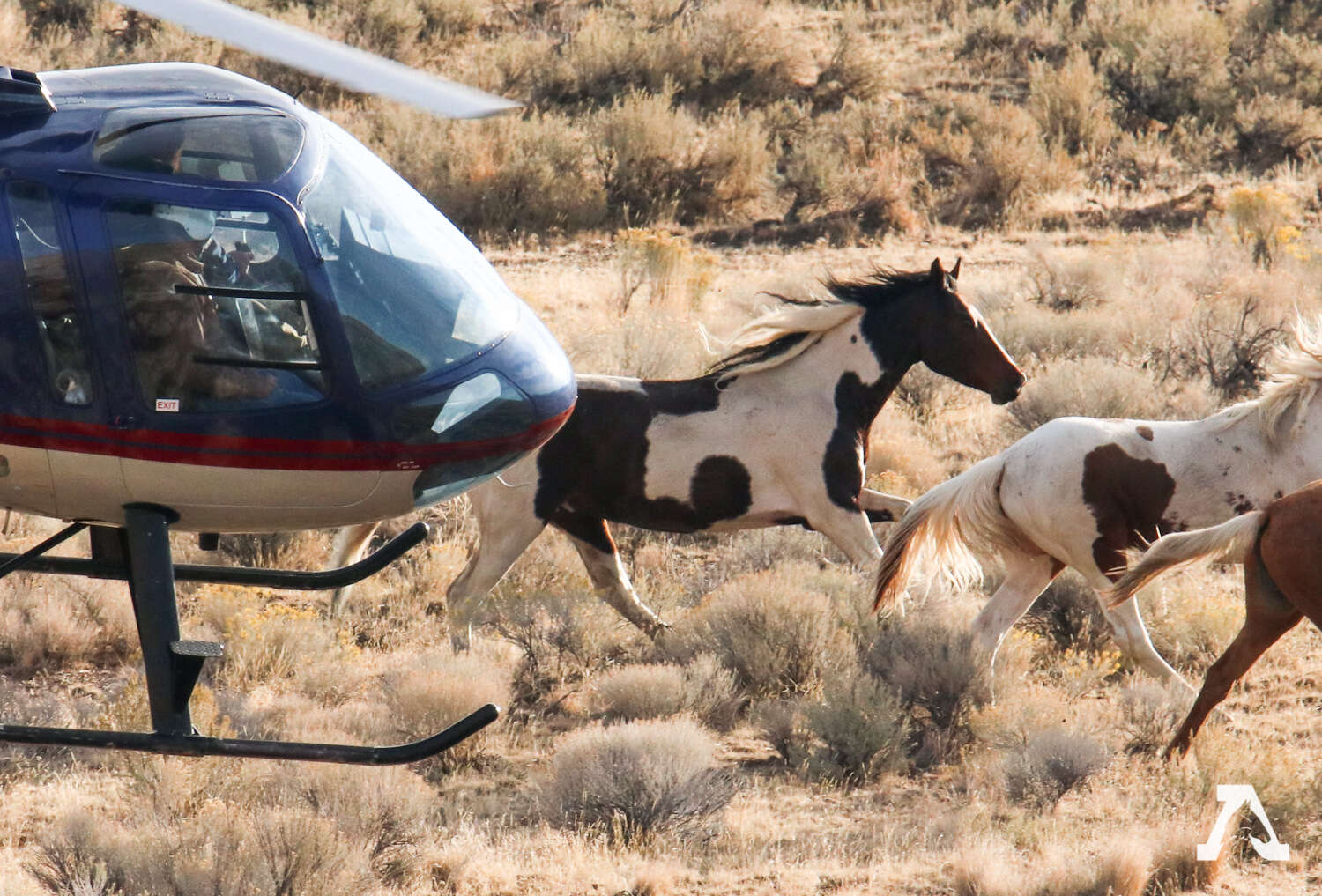 Wild horses being rounded up by the BLM