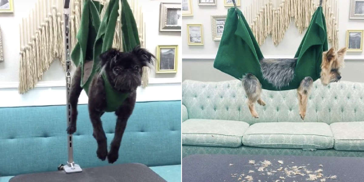 Groomer Makes A Dog Hammock To Help Nervous Pups - The Dodo
