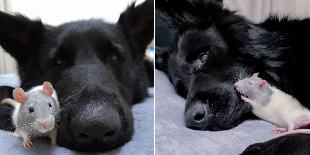 Rat Loves Nothing More Than To Snuggle His Dog Friend The Dodo