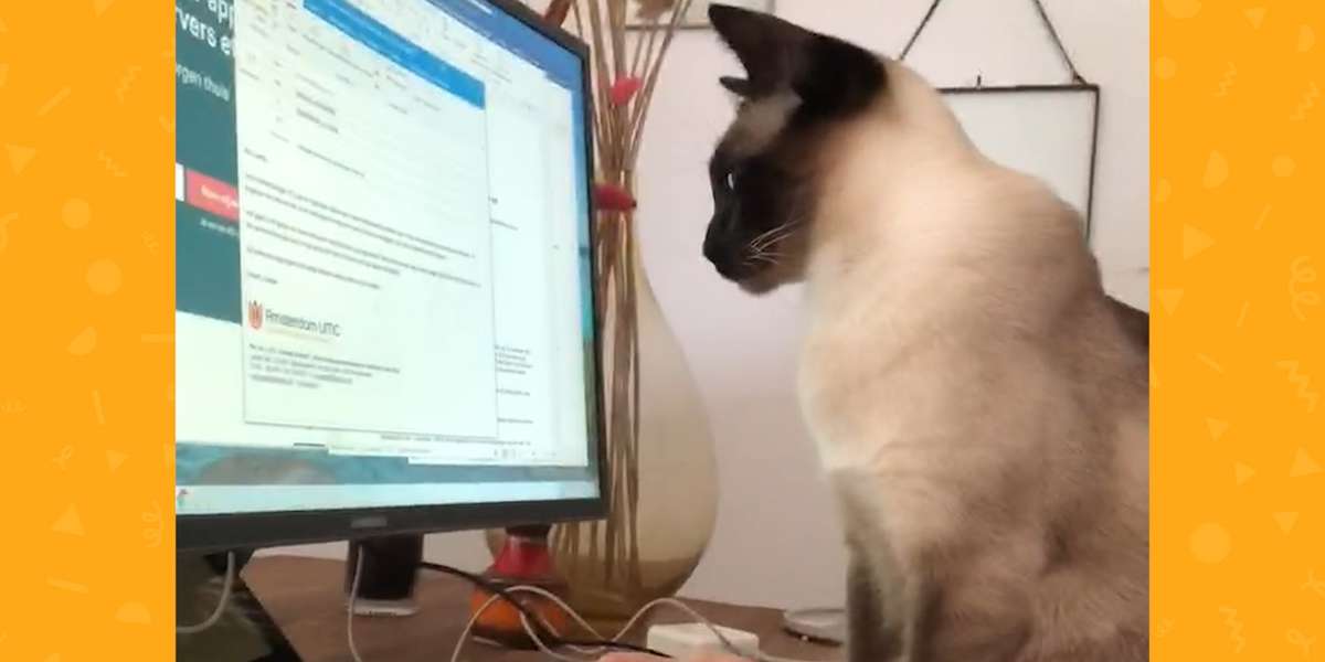 Working From Home With Pets Videos The Dodo