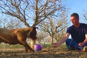 Watch This Guy Very Slowly Get An Abandoned Pittie To Trust Him