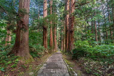 Japanese Forest