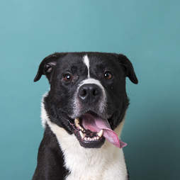 Grey as a young dog in the shelter