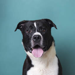 Grey the shelter dog ages