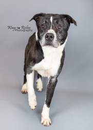 Grey the shelter dog poses for a photo