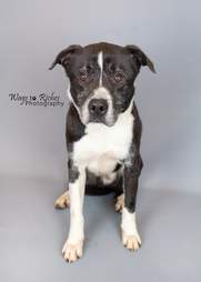 Grey the shelter dog after being in the shelter for 7 years