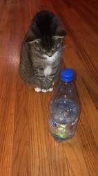 cat spray bottle