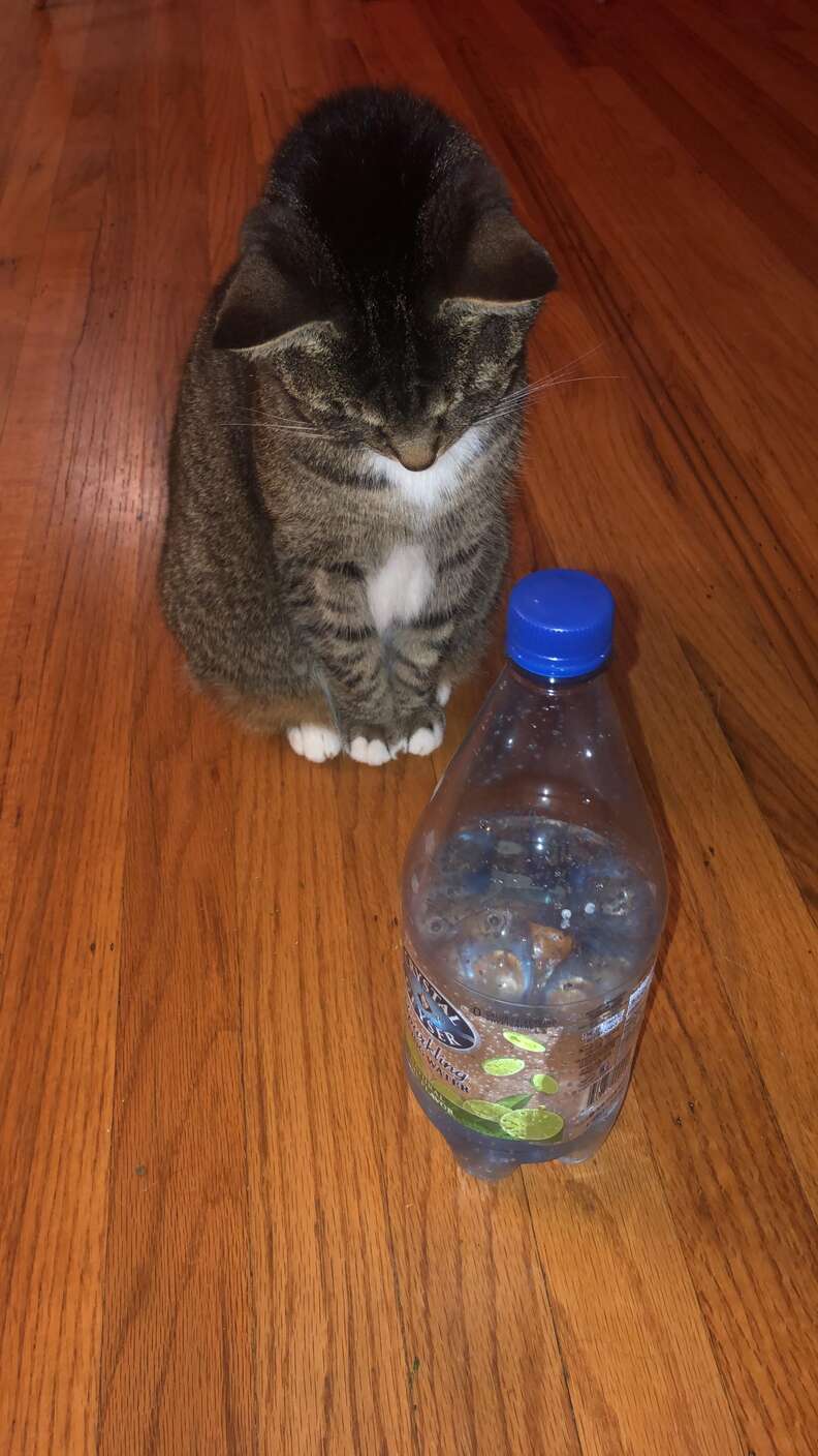 Cat with bottle best sale