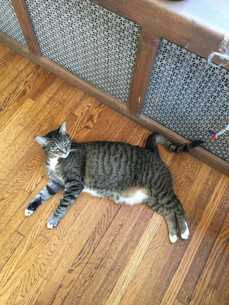 cat spray bottle