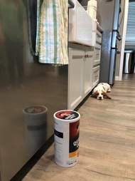 dishtowel stealing dog afraid of Quaker Oats