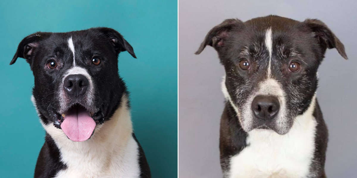 Before And After Pics Of Dog Show What 7 Years In A Shelter Looks Like