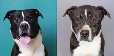 Dog transforms after being in shelter for 7 years