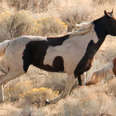 Wild Horse Has The Most Unusual Markings