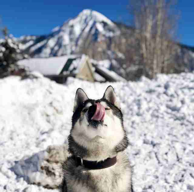 dog sings