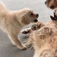 Golden Retrievers Teach Golden Foster Puppy How To Dog