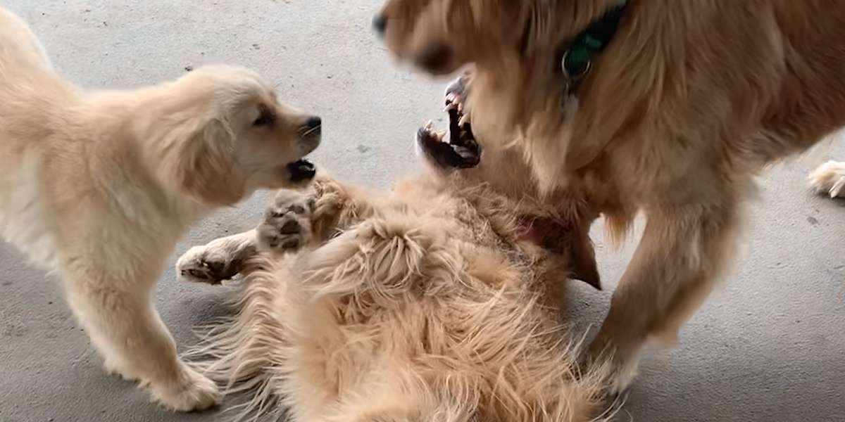 Golden Retrievers Teach Golden Foster Puppy How To Dog - Videos - The Dodo