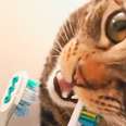 Cat Starts His Day By Brushing His Teeth