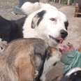 Stray Dogs Get So Excited To See This Woman Every Day