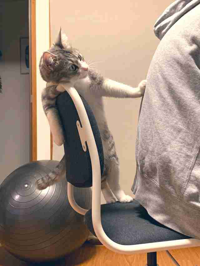 Cat pushes owner out of chair