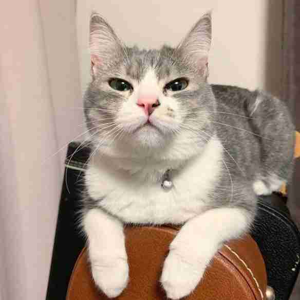 Cat loves her new chair